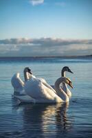 three white swans swims in the sea photo