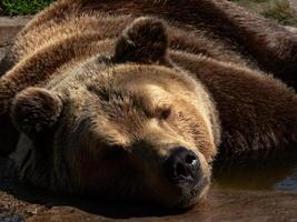 portrait of a big brown bear in a puddle photo