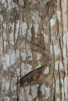 the texture of the bark of a mahogany tree that has been injured by a sharp human cut photo