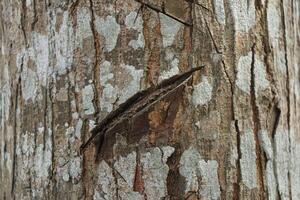 the texture of the bark of a mahogany tree that has been injured by a sharp human cut photo
