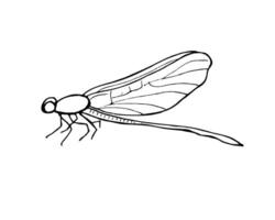 Sitting Dragonfly insect with folded wings isolated illustration on white background. Etching drawing of Damselfly in monochrome. Hand drawn element for tattoo, icon, greeting decor vector