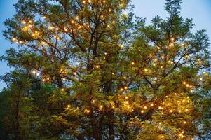 A lamp garland on the branches of a tree. photo