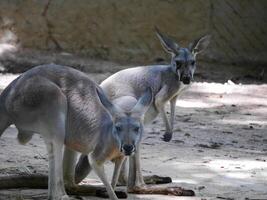A Portrait of a kangaroo, white kangaroo, kangaroo standing around and wiggling their ears and head, kangaroo standing around and wiggling their ears and head photo