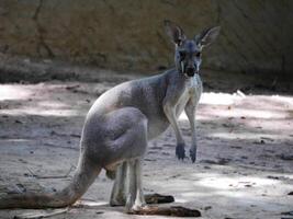 A Portrait of a kangaroo, white kangaroo, kangaroo standing around and wiggling their ears and head, kangaroo standing around and wiggling their ears and head photo