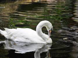 white swan gracefully gliding on the calm water, swan's reflection adds to the tranquility of the scene ,nature, wildlife, tranquility, and beauty, swan's reflection adds to the tranquility of scene photo