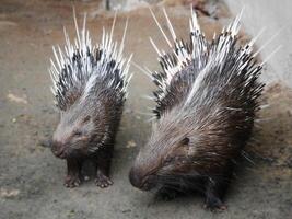 porcupine, A porcupine is captured in a natural environment, showcasing its sharp quills as it interacts with a large, rugged tree trunk, nibble at the tree bark photo