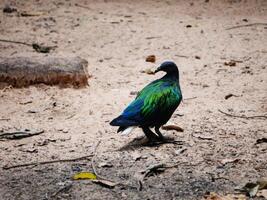 a Nicobar pigeon walking on a sandy ground. The Nicobar pigeon is easily recognizable by its striking iridescent plumage that shines with shades of green, blue, and bronze, bird's dark head photo