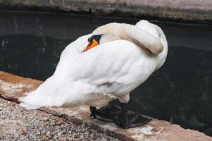 Portrait of a swan standing by a pond in the zoo photo
