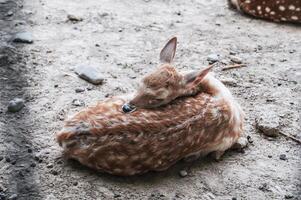 a young spotted deer in a zoo enclosure. The doe is resting on the ground photo