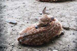 a young spotted deer in a zoo enclosure. The doe is resting on the ground photo