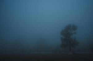 misty mystical landscape with lonely tree in park in fog mist in winter evening photo