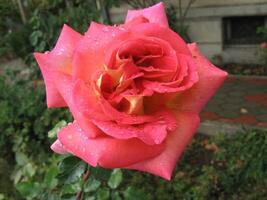 Close-up image of raindrops on a red rose in a garden in Prilep, Macedonia photo