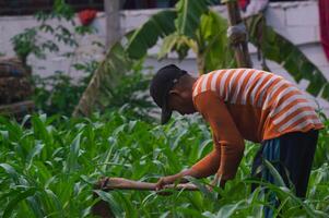 Gresik, Indonesia, January 20 2024 - a farmer hoeing in the garden photo