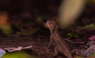 chameleons or wild calotes. Invasive animals that live and thrive in Indonesia. photo