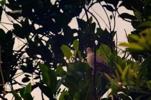 view of the trees with the Javan dove perched on the tree photo
