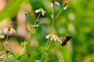 butterfly with a combination of black, white and yellow. butterfly looking for nectar. photo