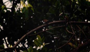 Javanese bondol bird or Lonchura leucogastroides perched on a tree branch photo