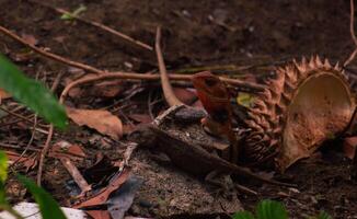 chameleons or wild calotes. Invasive animals that live and thrive in Indonesia. photo