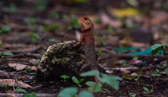 chameleons or wild calotes. Invasive animals that live and thrive in Indonesia. photo