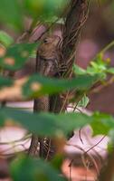chameleons or wild calotes. Invasive animals that live and thrive in Indonesia. photo