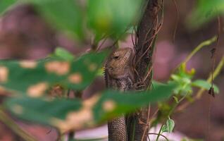 chameleons or wild calotes. Invasive animals that live and thrive in Indonesia. photo