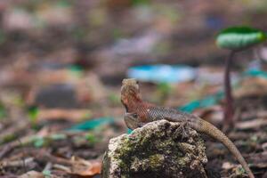 chameleons or wild calotes. Invasive animals that live and thrive in Indonesia. photo