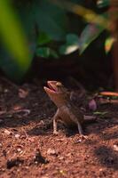 chameleons or wild calotes. Invasive animals that live and thrive in Indonesia. photo