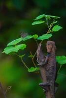 Chameleons or calotes are on the branches and are hunting small butterflies. photo