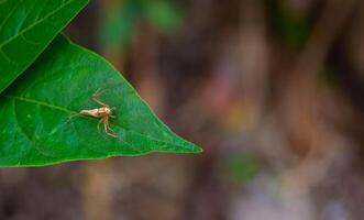 close up of chili leaves and small spiders on them photo