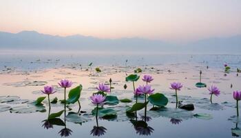 Serene Lotus Pond at Dawn photo
