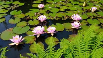 Serene Water Lily Pond photo