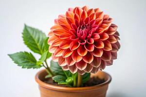 A flower in a pot with a leaf on top photo