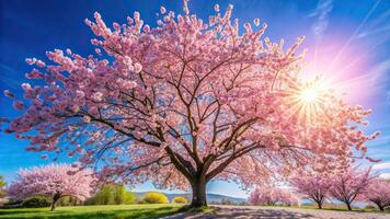Beautiful cherry tree in spring with sun shining through the branches photo