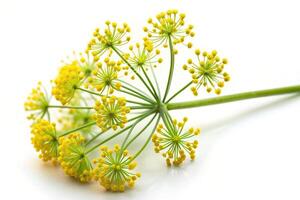 detailed, herb, garnish, background, vitality, close-up, ingredient, culinary, A close up detailed photo of a blossoming branch of fennel standing out against a crisp white background