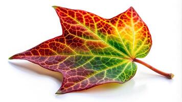 Ivy colorful tree leaf on white isolate background Macro, garden, isolate, botanical, tree, autumn, nature, vibrant, plant, macro, organic, close, vibrant, up, leaf, foliage, white photo