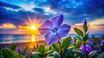 A close up view of a beautiful periwinkle flower in vibrant shades of purple and blue set against the backdrop of a breathtaking sunset with the glowing sun creating a warm and enchanting atmosphere photo
