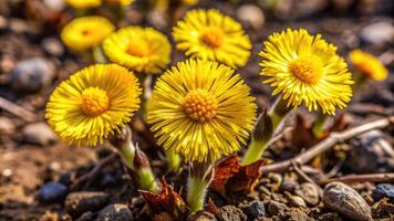 Coltfrost coltsfoot a symmetrical plant species grows abundantly on bare soil during the early spring season, nature, bright color, macro, foliage, habitat,Coltfrost, flowering, species photo