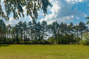 large field of grass with trees in the background photo