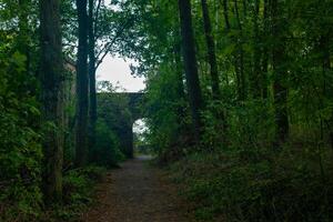path through a forest with a bridge in the middle photo