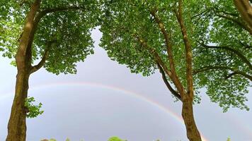 Colorful rainbow after the rain with green trees and clouds shows red orange yellow violet blue and green colors of the rainbow as arching sky and rain phenomenon with multi-colored arching gradient video
