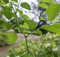 Image of a tree and branches with water drops on them, blurred image photo