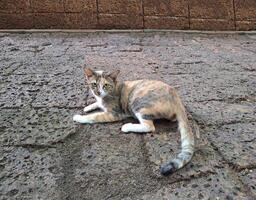 A calico cat is looking while lying on the floor. photo