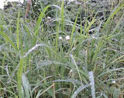 Blurred image of a small white flower in a grassy forest with water drops after rain. photo