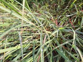 Blurred image of grass after rain with water droplets clinging to the leaves. photo