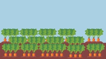 a field of carrots with a blue sky in the background vector