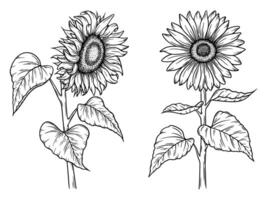 Sunflower illustration set in line art style. Graphic monochrome drawing. Hand drawn floral outline sketch, engraved illustration. Design element for coloring book, tattoo, logo, icon, label. vector