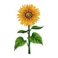 Bright watercolor sunflower isolated on white background. Hand drawn botanical illustration. For postcard, greeting, logo, background, pattern. vector