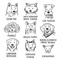 Set of different dog breeds illustration in a flat style. vector