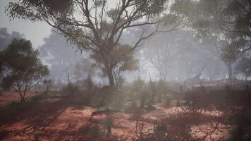 Enchanting Serenity, A Mystical Glimpse of Fog-Adorned Woods video