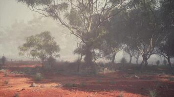 Enchanting Australian Bush Blanketed by a Foggy Field and Distant Trees video